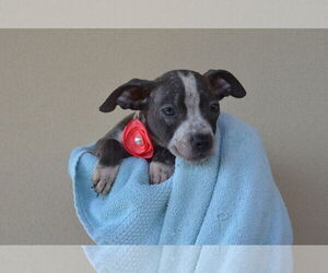 American Pit Bull Terrier-Unknown Mix Dogs for adoption in McKinney, TX, USA