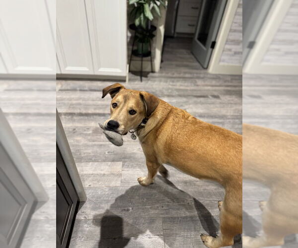 Medium Photo #4 Anatolian Shepherd-Unknown Mix Puppy For Sale in Claremore, OK, USA