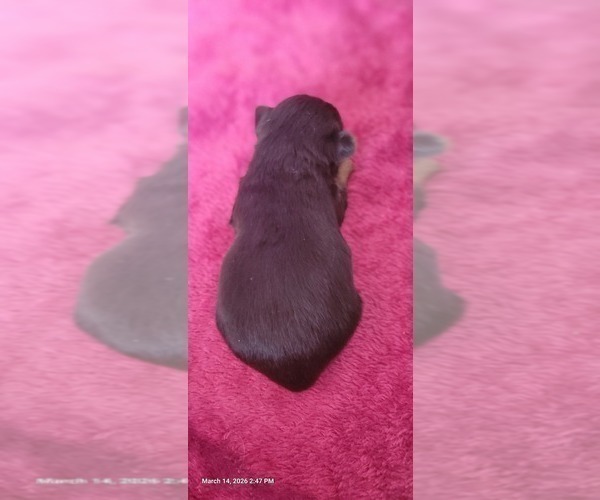 Medium Photo #155 Yorkshire Terrier Puppy For Sale in AKRON, OH, USA