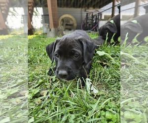 Mutt Dogs for adoption in Minneapolis, MN, USA