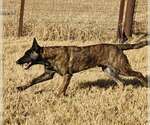 Small #4 Holland Shepherd Mix