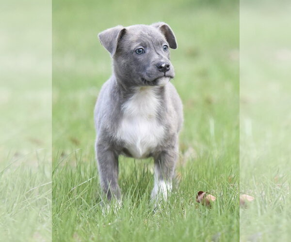 Medium Photo #3 Chihuahua-Unknown Mix Puppy For Sale in Mechanicsburg, PA, USA