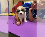 Small #3 Great Pyrenees Mix