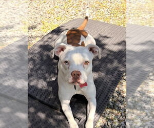 Mutt Dogs for adoption in Boston, MA, USA
