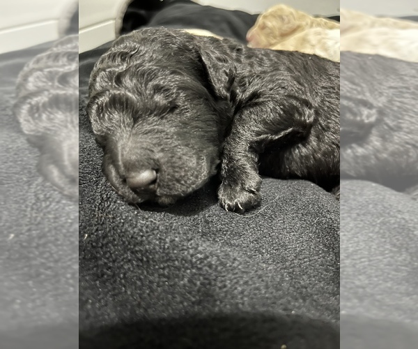 Medium Photo #7 Goldendoodle Puppy For Sale in SAINT LOUIS, MO, USA