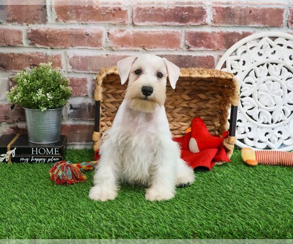 Medium Photo #6 Schnauzer (Miniature) Puppy For Sale in SYRACUSE, IN, USA