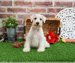 Small #5 Schnauzer (Miniature)