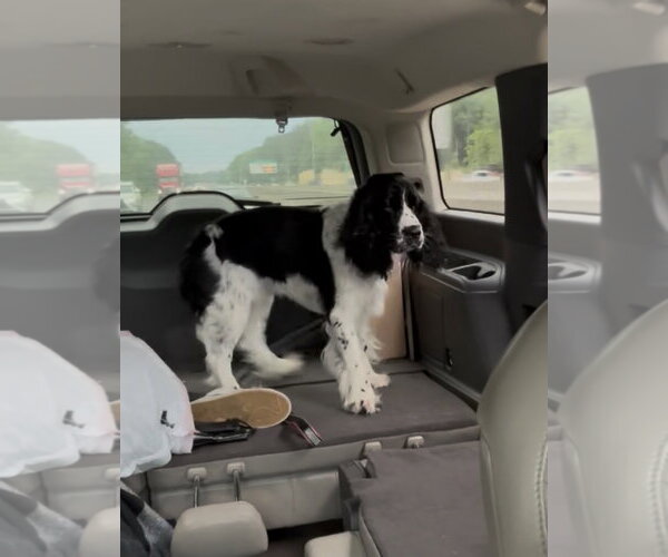 Medium Photo #2 English Springer Spaniel Puppy For Sale in Ball Ground, GA, USA