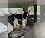 Small #1 English Springer Spaniel