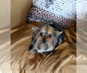 Father of the Yorkshire Terrier puppies born on 03/25/2026