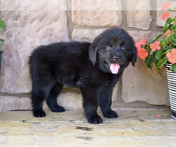 Medium Photo #5 Newfoundland Puppy For Sale in MILLERSBURG, OH, USA