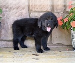 Small #4 Newfoundland