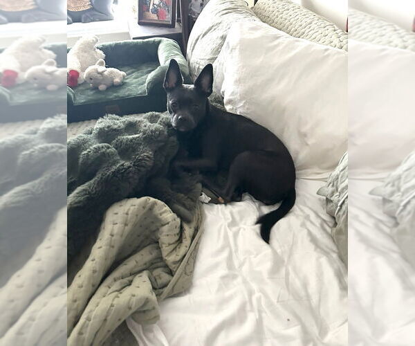 Medium Photo #2 French Bullhuahua Puppy For Sale in Brewster, NY, USA