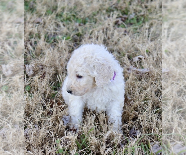 Medium Photo #2 Goldendoodle Puppy For Sale in CARTHAGE, TX, USA