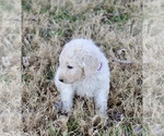 Small Photo #2 Goldendoodle Puppy For Sale in CARTHAGE, TX, USA