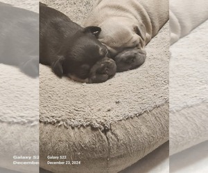 French Bulldog Puppy for Sale in NUEVO, California USA