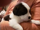 Small Photo #3 Newfoundland Puppy For Sale in ALSEN, SD, USA