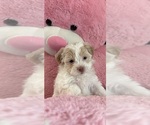 Small #2 Shih Tzu