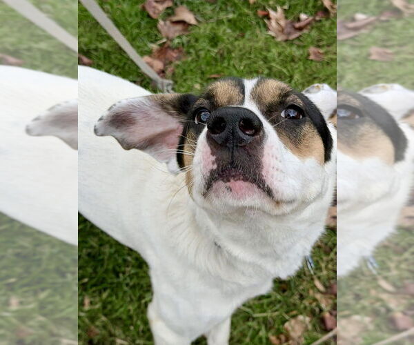 Medium Photo #8 Mutt Puppy For Sale in Springdale, PA, USA