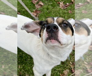 Benji - Male Mutt Dog for Adoption - Photo #8