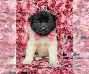 Akita Puppy for sale in PARADISE, PA, USA