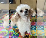 Small #3 Poodle (Toy)