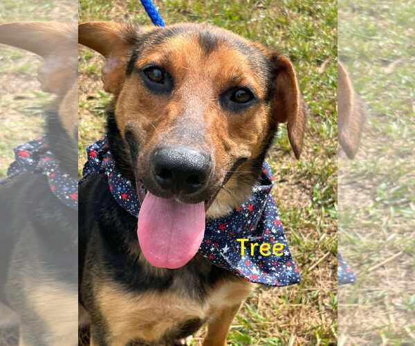 Medium Photo #11 Mutt Puppy For Sale in Rockaway, NJ, USA