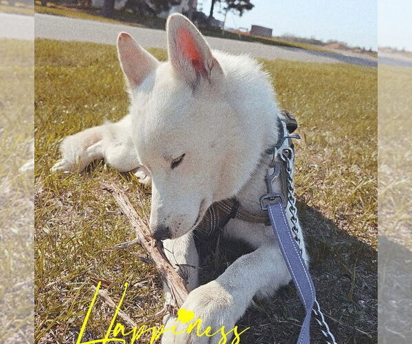 Medium Photo #21 Huskies -Unknown Mix Puppy For Sale in Fargo, ND, USA