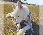 Small #20 Huskies  Mix
