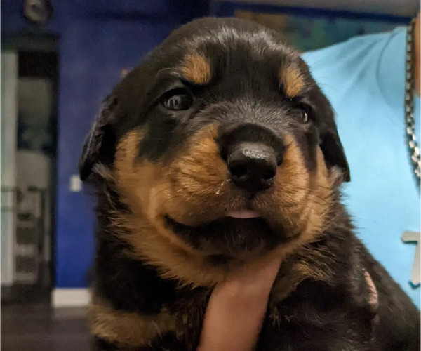 Medium Photo #5 Rottweiler Puppy For Sale in DELAND, FL, USA