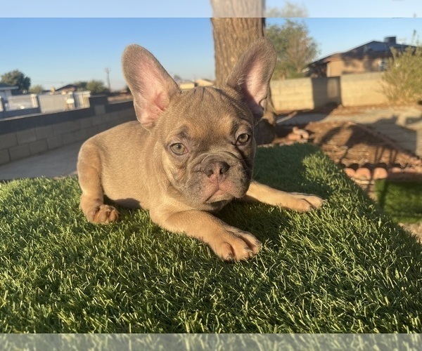 Medium Photo #7 French Bulldog Puppy For Sale in CHARLOTTE, NC, USA