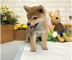Small Photo #2 Shiba Inu Puppy For Sale in SAN FRANCISCO, CA, USA