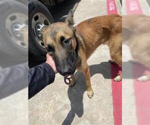 Mutt Dogs for adoption in Houston, TX, USA