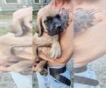 Small Photo #41 Mastiff Puppy For Sale in PARIS, IL, USA
