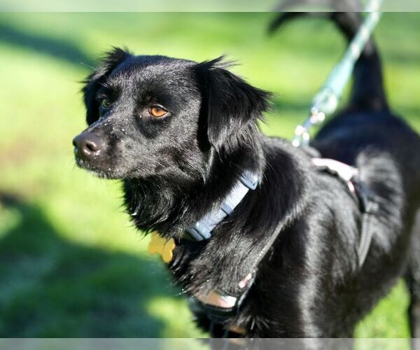 Medium Photo #2 Australian Shepherd-Unknown Mix Puppy For Sale in Davis, CA, USA