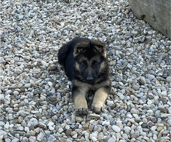 Medium Photo #3 German Shepherd Dog Puppy For Sale in WEST LIBERTY, KY, USA