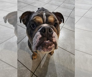 Bulldog Dogs for adoption in PLATTEVILLE, CO, USA