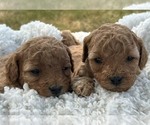 Small Photo #8 Goldendoodle (Miniature) Puppy For Sale in HULL, IA, USA