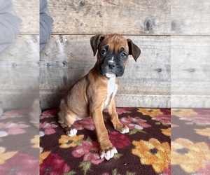 Boxer Puppy for Sale in VERMONTVILLE, Michigan USA