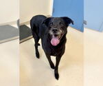 Small #1 Labrador Retriever Mix