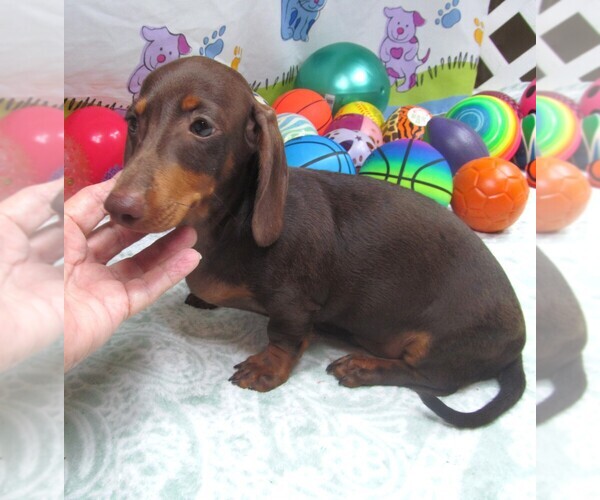 Medium Photo #4 Dachshund Puppy For Sale in RATTAN, OK, USA