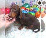 Small #3 Dachshund
