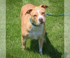 Emerald - Female American Staffordshire Terrier-Unknown Mix Dog for Adoption - Photo #4