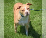 Small #3 American Staffordshire Terrier Mix