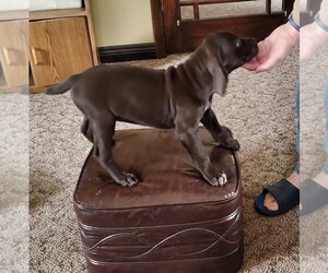German Shorthaired Pointer Puppy for sale in GLENCOE, MN, USA