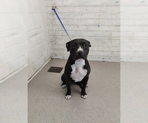 Mutt Dogs for adoption in San Bernardino, CA, USA