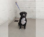 PRECIOUS - Female Mutt Dog for Adoption - Small photo