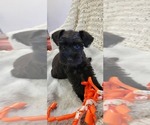 Small #4 Schnauzer (Miniature)