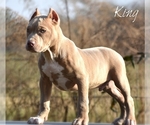 Small Photo #5 American Bully Puppy For Sale in CLEVELAND, GA, USA