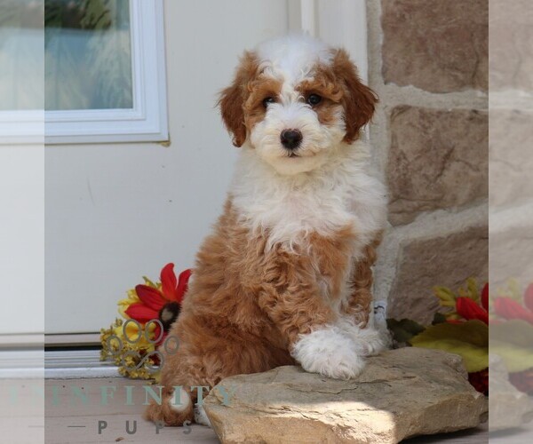 Medium Photo #3 Goldendoodle (Miniature) Puppy For Sale in GORDONVILLE, PA, USA